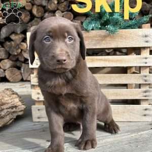 Skip, Chocolate Labrador Retriever Puppy